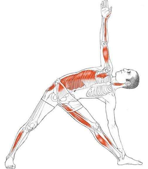 iyengar-trikonasana-yoga-shiraz